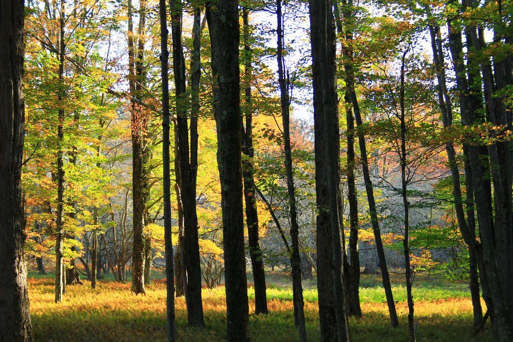 Canaan Valley Resort State Park Davis Exterior foto